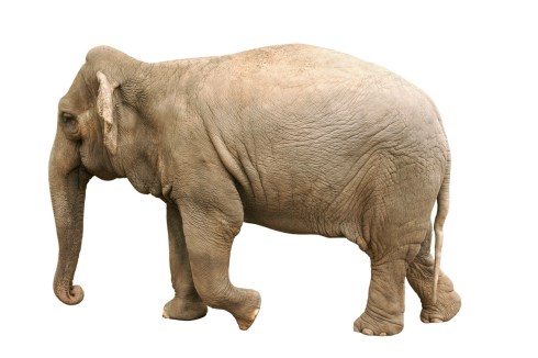 elefante branco